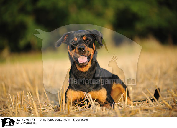 lying Rottweiler / YJ-05178