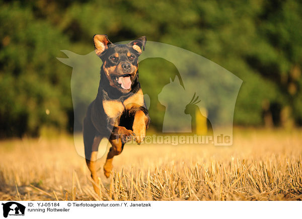 running Rottweiler / YJ-05184