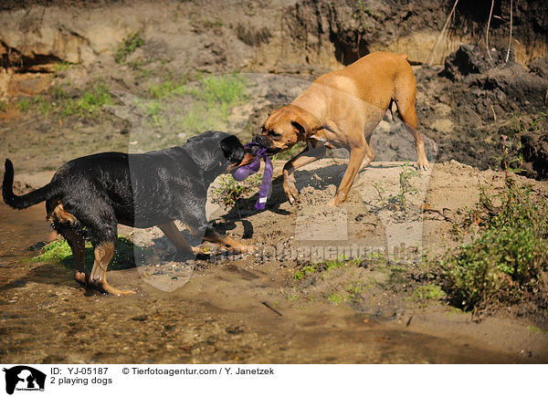 2 playing dogs / YJ-05187