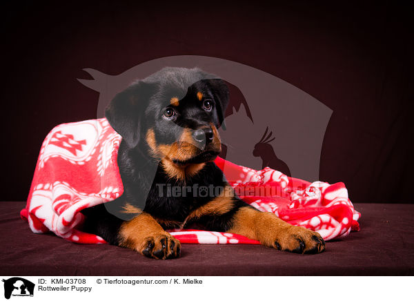 Rottweiler Puppy / KMI-03708