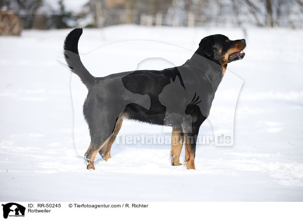 Rottweiler / RR-50245