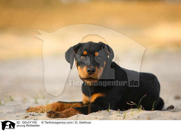 young Rottweiler / DG-07156