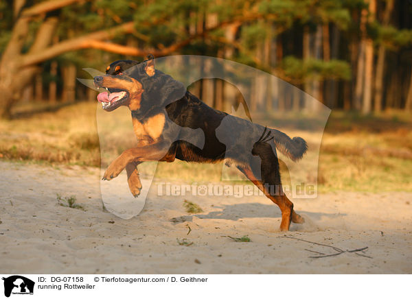 running Rottweiler / DG-07158