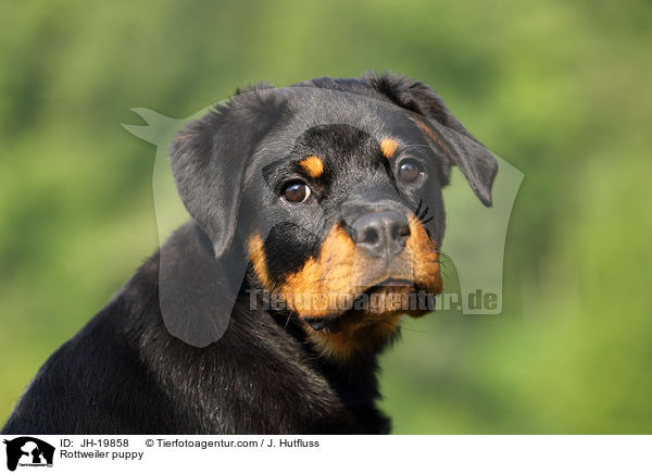 Rottweiler puppy / JH-19858