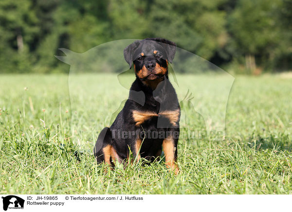 Rottweiler puppy / JH-19865