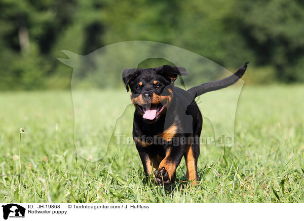 Rottweiler puppy / JH-19868