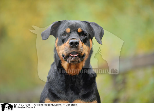 Rottweiler Portrait / YJ-07945