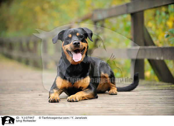 lying Rottweiler / YJ-07947