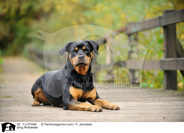 lying Rottweiler / YJ-07948