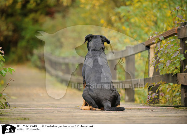 sitzender Rottweiler / sitting Rottweiler / YJ-07949