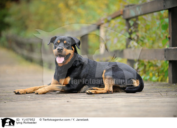 liegender Rottweiler / lying Rottweiler / YJ-07952