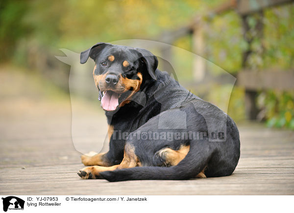 liegender Rottweiler / lying Rottweiler / YJ-07953