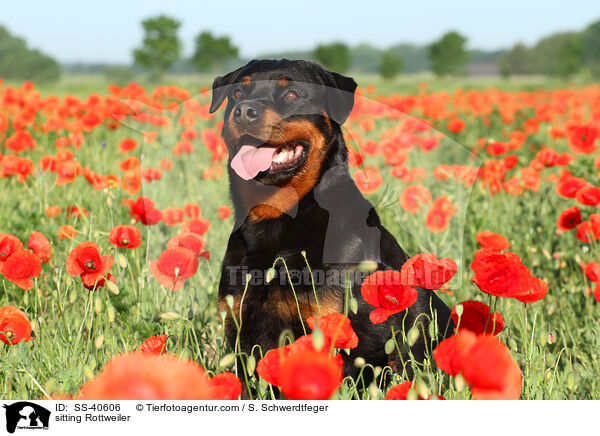 sitzender Rottweiler / sitting Rottweiler / SS-40606