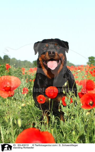 stehender Rottweiler / standing Rottweiler / SS-40610