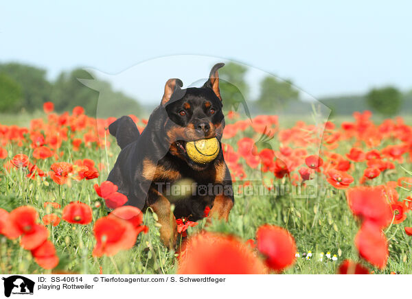 spielender Rottweiler / playing Rottweiler / SS-40614