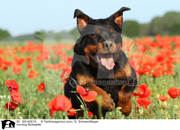 running Rottweiler / SS-40616