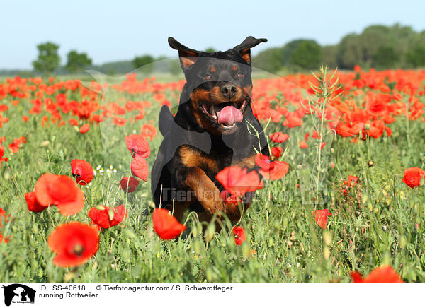 running Rottweiler / SS-40618