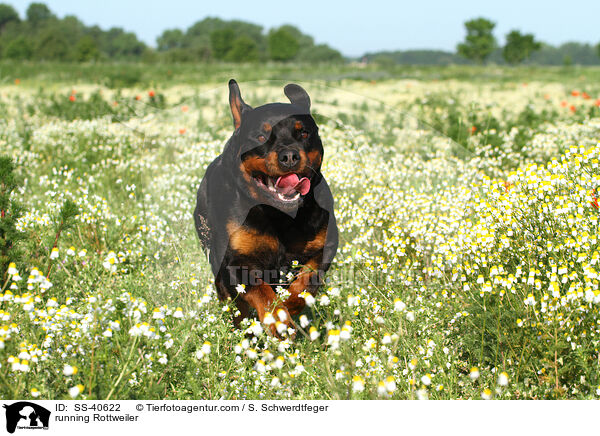 rennender Rottweiler / running Rottweiler / SS-40622