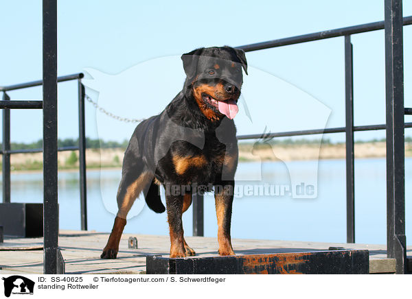 stehender Rottweiler / standing Rottweiler / SS-40625