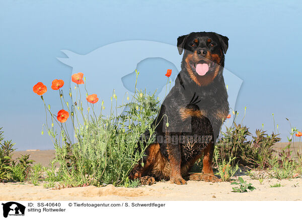 sitting Rottweiler / SS-40640
