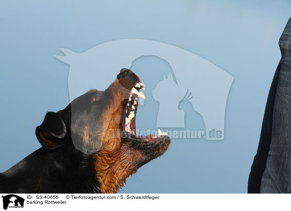 Rottweiler verbellt Mensch / barking Rottweiler / SS-40655
