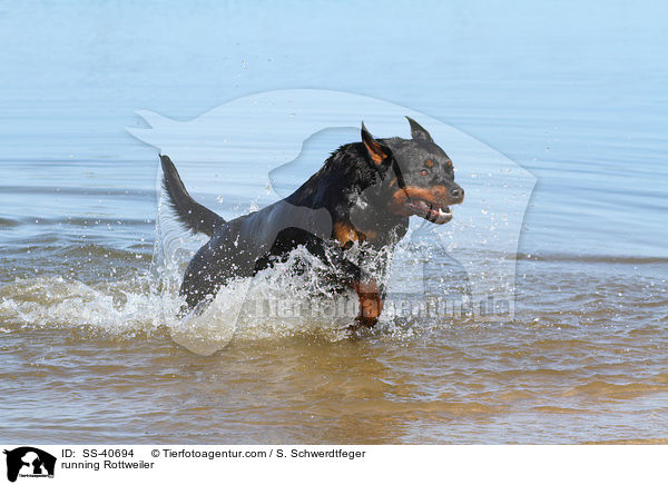 running Rottweiler / SS-40694