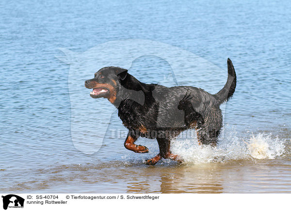 running Rottweiler / SS-40704