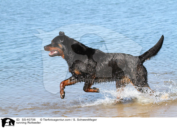 running Rottweiler / SS-40706