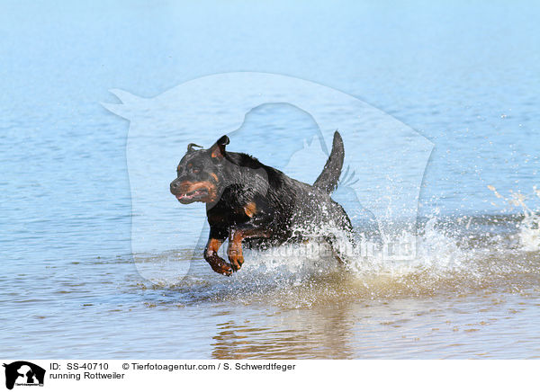 running Rottweiler / SS-40710