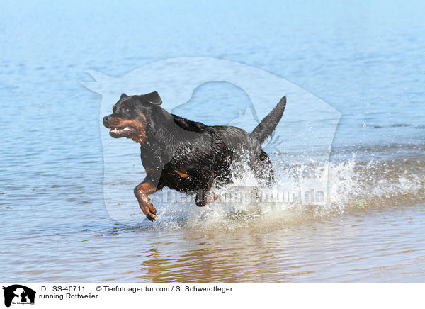 running Rottweiler / SS-40711