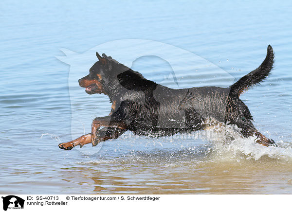 running Rottweiler / SS-40713