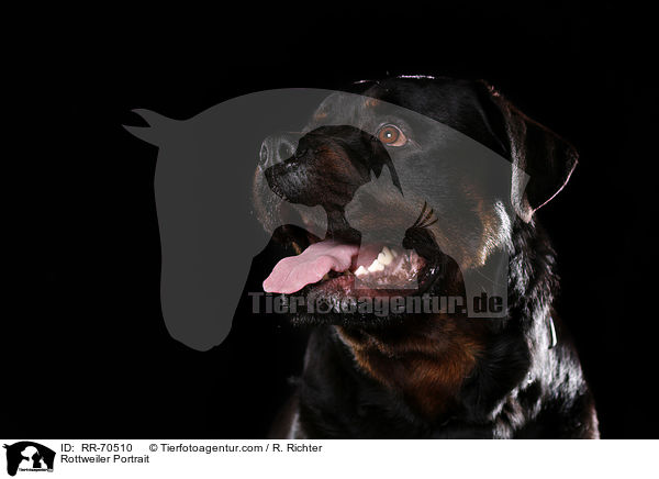 Rottweiler Portrait / RR-70510