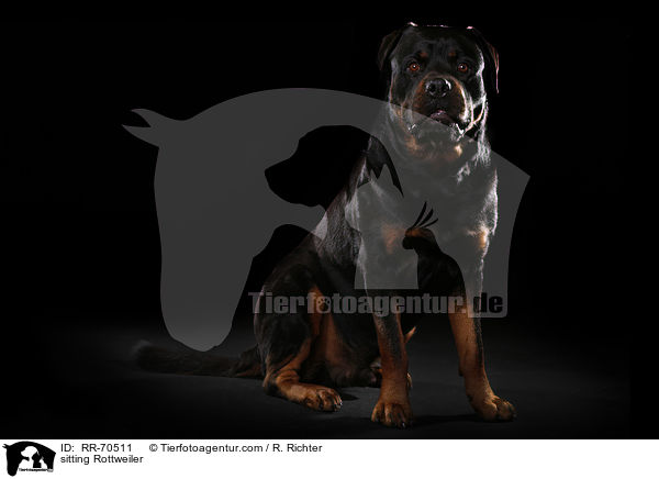sitting Rottweiler / RR-70511