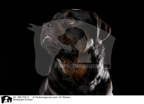 Rottweiler Portrait / RR-70513