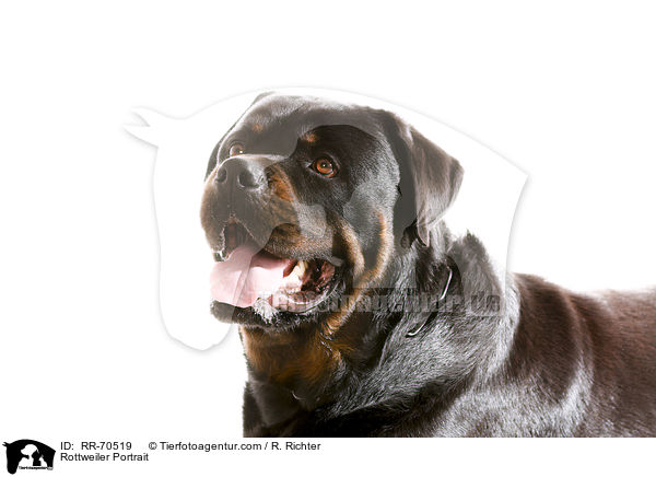 Rottweiler Portrait / RR-70519