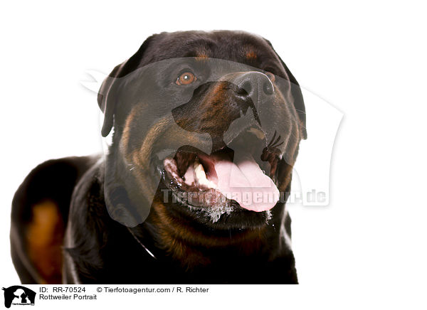Rottweiler Portrait / RR-70524