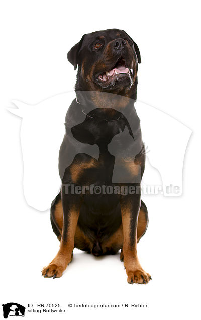 sitting Rottweiler / RR-70525