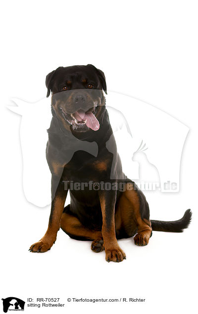 sitting Rottweiler / RR-70527