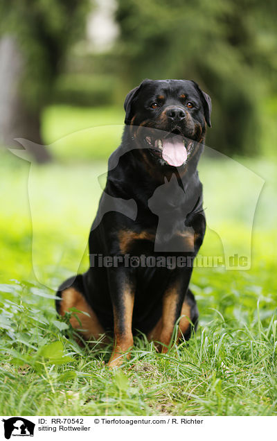 sitting Rottweiler / RR-70542