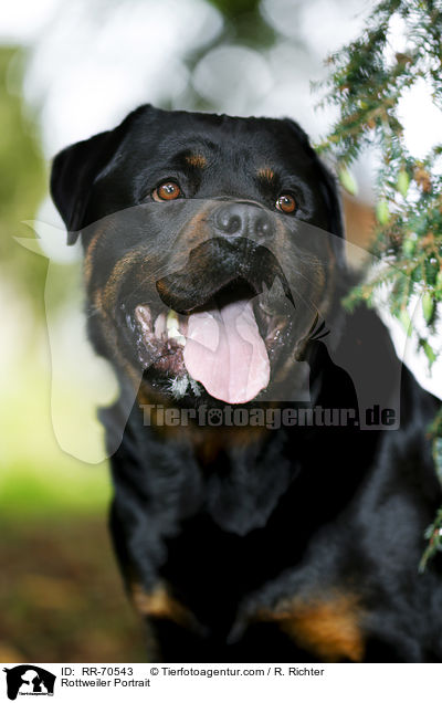 Rottweiler Portrait / RR-70543