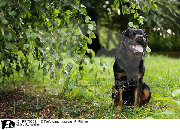 sitting Rottweiler / RR-70561