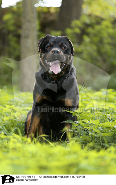 sitting Rottweiler / RR-70571