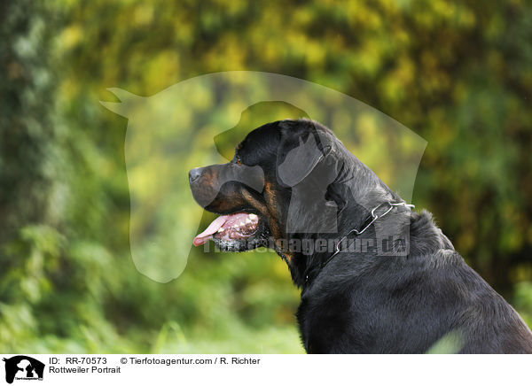 Rottweiler Portrait / RR-70573