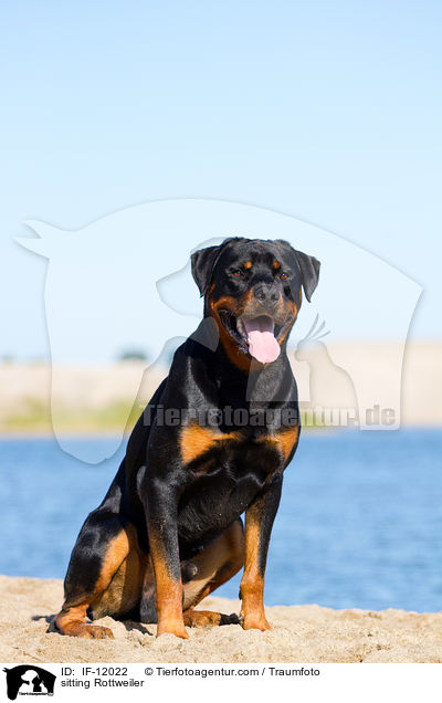 sitting Rottweiler / IF-12022