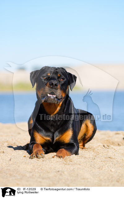 lying Rottweiler / IF-12029