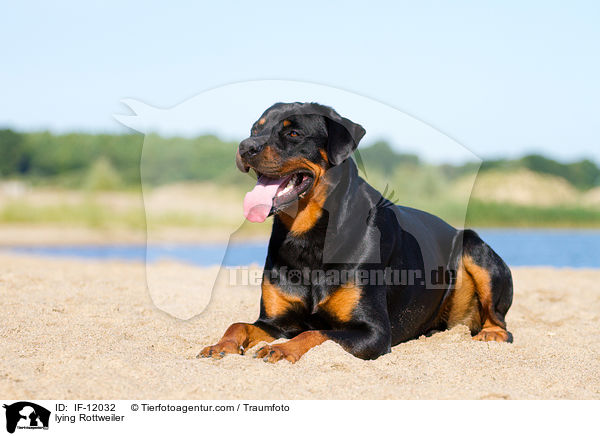 lying Rottweiler / IF-12032