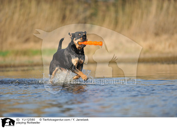 playing Rottweiler / YJ-12580