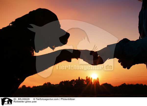 Rottweiler gibt Pftchen / Rottweiler gives paw / BS-06828