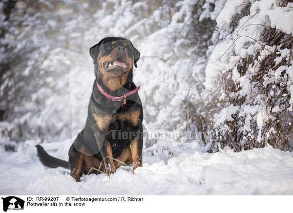 Rottweiler sits in the snow / RR-99207