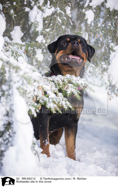 Rottweiler sits in the snow / RR-99212